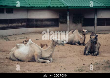 Old mangy camels lying on the sand in an enclosure in the city zoo. Moscow, Russia, July 2020. Stock Photo