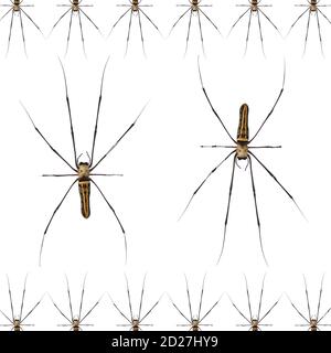 Giant Scary Spider Pattern Isolated on a white background. Stock Photo