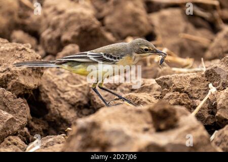 western yellow wagtail (Motacilla flava) Feeds on an insect that has caught Stock Photo