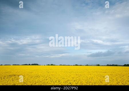 Rapeseed blossom – The Yellow Flower Of The Irish Landscape