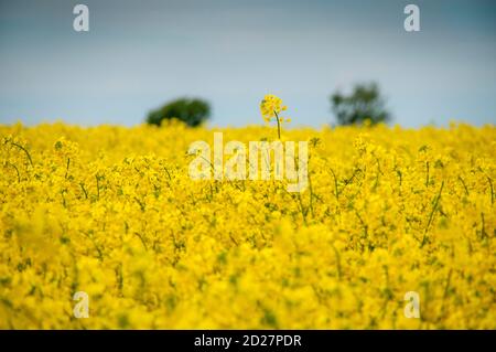 Rapeseed blossom – The Yellow Flower Of The Irish Landscape Stock Photo