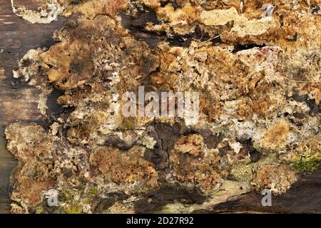 Brown fungi mold growing on rotten wooden tree log Stock Photo