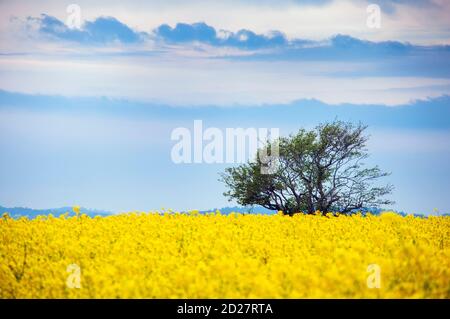 Rapeseed blossom – The Yellow Flower Of The Irish Landscape Stock Photo