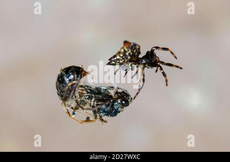 Crablike Spiny Orbweaver Spider, Gasteracantha cancriformis, with wasp prey wrapped in silk, Klungkung, Bali, Indonesia Stock Photo