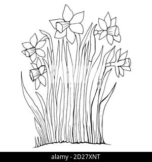 Coloring page collection flowers of the narcissus. Stock Vector