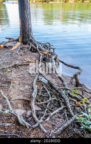 A plastic water bottle laying on exposed tree roots discarded garbage at the edge of the shoreline at the lake polluting the environment Stock Photo