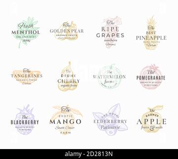 Premium Qualituy Fruits, Berries and Spices Elegant Labels Set. Abstract Vector Signs, Symbols or Logo Templates. Hand Drawn Food Sketches with Retro Stock Vector