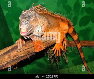 Red iguana - morph green iguana (Latin. Iguana iguana) is a large herbivorous lizard of the iguana family Stock Photo