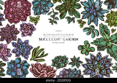 Floral design with colored succulent echeveria, succulent echeveria, succulent Stock Vector