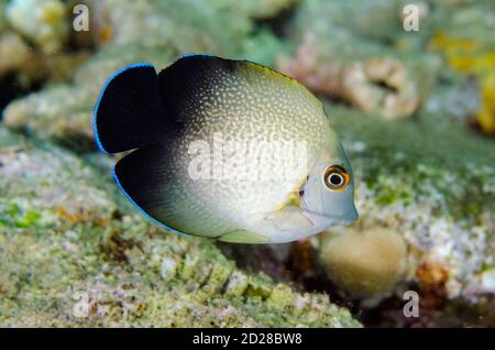 Pearl-scaled Angelfish, Centropyge vroliki, Laha dive site, Ambon, Maluku, Indonesia, Banda Sea Stock Photo