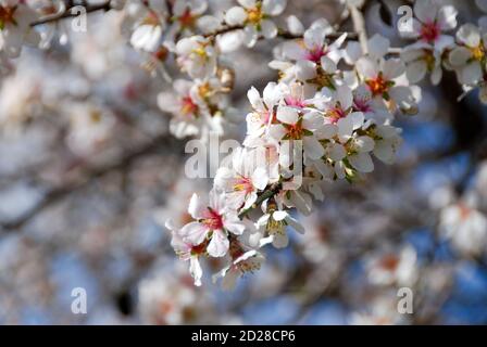 Plum white blooming blossom flowers in early spring, Prunus cerasifera Stock Photo