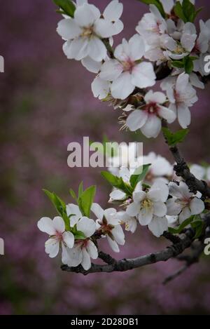 Plum white blooming blossom flowers in early spring. Springtime beauty Stock Photo