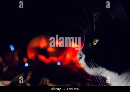 Black cat close-up on the background of two glowing pumpkins. concept of the Halloween background. Stock Photo