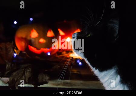 Black cat close-up on the background of two glowing pumpkins. concept of the Halloween background. Stock Photo