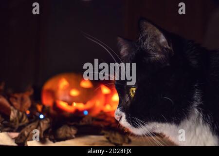 Black cat close-up on the background of two glowing pumpkins. concept of the Halloween background. Stock Photo