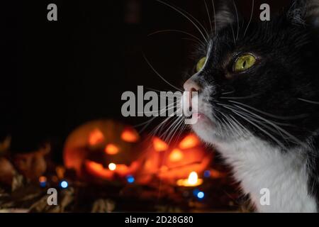 Black cat close-up on the background of two glowing pumpkins. concept of the Halloween background. Stock Photo