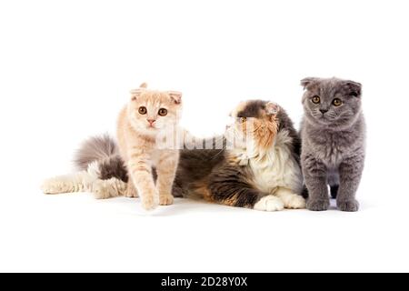 Blue Cream and White Highland Fold Domestic Cat, Female and 2 Months Old Cream and Blue Scottish Fold Kittens Stock Photo
