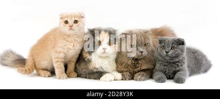 Lilac Self and blue Cream & White Highland Fold Females with Blue and Cream Scottish Fold Kittens Stock Photo