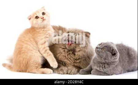 Lilac Self Highland Fold Female Domestic Cat with Blue and Cream Scottish Fold Kittens Stock Photo