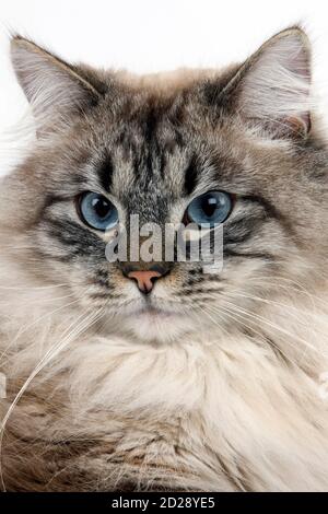 Seal Tabby Point Neva Masquerade Siberian Domestic Cat, Male Stock Photo