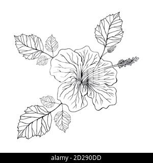 Flower hibiscus, coloring page. Stock Vector