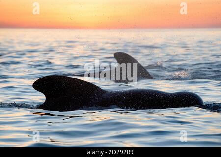 short-finned pilot whales, Globicephala macrorhynchus, short-finned pilot whales in the dawn light, Baja California, Mexico, Gulf of California, Sea o Stock Photo