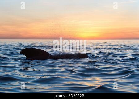 short-finned pilot whale, Globicephala macrorhynchus, Baja California, Mexico, Gulf of California, Sea of Cortez, Pacific Ocean Stock Photo