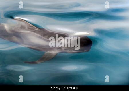 short-finned pilot whale, Globicephala macrorhynchus, A pilot whale in calm waters, Baja California, Mexico, Gulf of California, Sea of Cortez, Pacifi Stock Photo