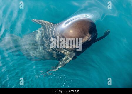 short-finned pilot whale, Globicephala macrorhynchus, A pilot whale hangs vertically in the water, Baja California, Mexico, Gulf of California, Sea of Stock Photo