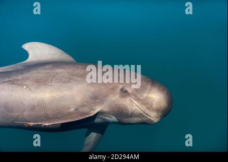 short-finned pilot whale, Globicephala macrorhynchus, The head of a young pilot whale, Baja California, Mexico, Gulf of California, Sea of Cortez, Pac Stock Photo
