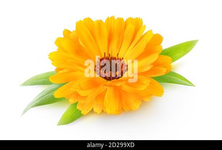 One flower head of calendula (marigold) with leaves isolated on white background Stock Photo