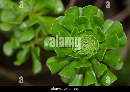 Plant Aeonium manriqueorum in Los Marteles Special Natural Reserve. Valsequillo. Gran Canaria. Canary Islands. Spain. Stock Photo