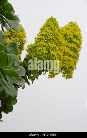 Plant Aeonium manriqueorum in flower. Los Marteles Special Natural Reserve. Valsequillo. Gran Canaria. Canary Islands. Spain. Stock Photo