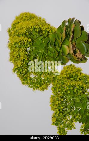 Plant Aeonium manriqueorum in flower. Los Marteles Special Natural Reserve. Valsequillo. Gran Canaria. Canary Islands. Spain. Stock Photo