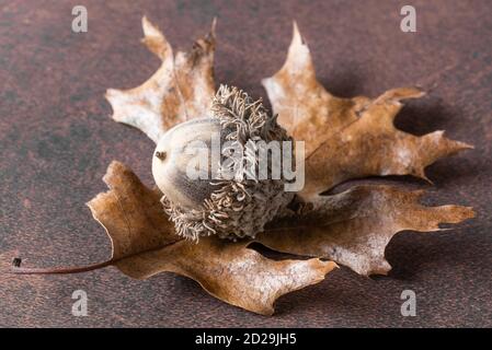 Oak Acorn on an Oak Leaf Stock Photo