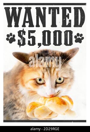 Pet themed wanted poster, mockup.  A cat bandit stealing food with text "wanted $5000". Western font with distressed texture on font and background. Stock Photo