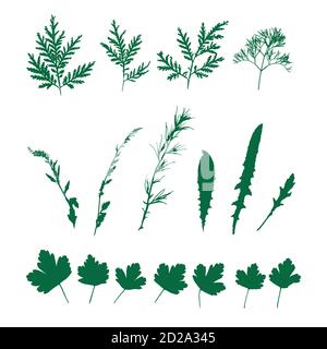 Set green grasses, wild plants. Isolated pattern. Stock Vector
