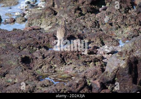 Whimbrel Numenius phaeopus searching for preys. Arinaga. Aguimes. Gran Canaria. Canary Islands. Spain. Stock Photo