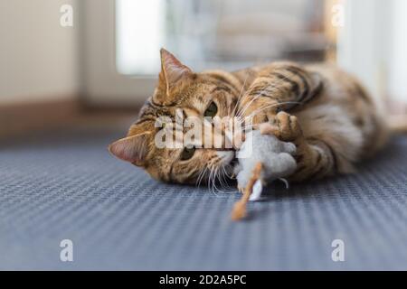 Closeup of a cute Bengal cat lying on the floor and playing with a toy Stock Photo