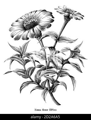 Zinnia flower botanical vintage illustration black and white clip art isolated on white background Stock Vector