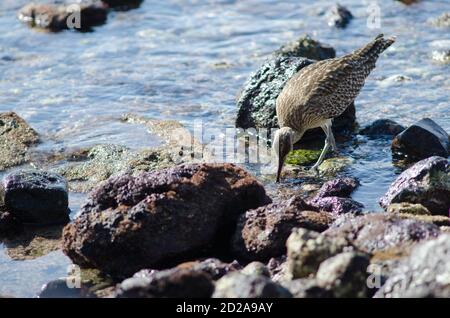 Whimbrel Numenius phaeopus searching for preys. Arinaga. Aguimes. Gran Canaria. Canary Islands. Spain. Stock Photo