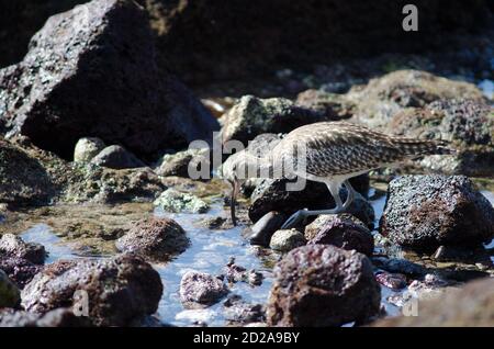 Whimbrel Numenius phaeopus searching for preys. Arinaga. Aguimes. Gran Canaria. Canary Islands. Spain. Stock Photo