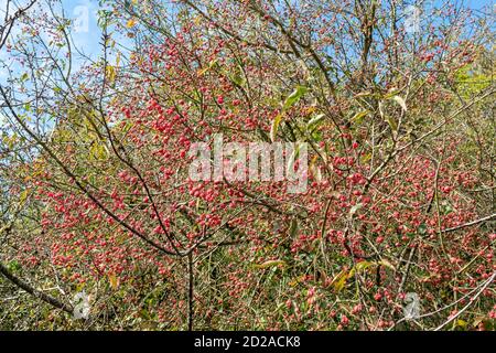 Pink spindle berries on European spindle tree (Euonymus europaeus) during October autumn, UK Stock Photo