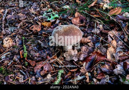 Panther cap mushroom, Amanita pantherina. Stock Photo