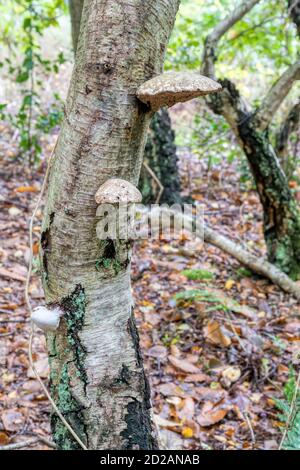Birch polypore fungus, Fomitopsis betulina, growing on a silver birch tree, Betula pendula. Stock Photo