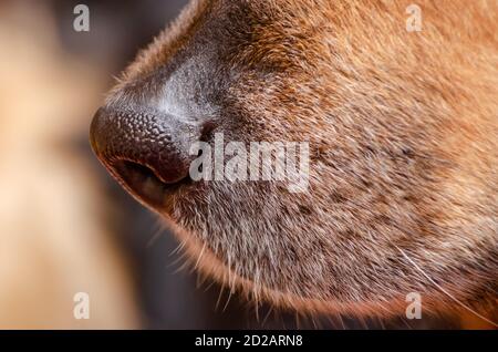 Nose of a beautiful German shepherd close-up, macro Stock Photo