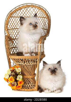 Two Sacred kittens from Burma with a chair and orange flowers on white background