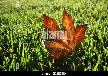 Single fallen oak leaf on green grass Stock Photo