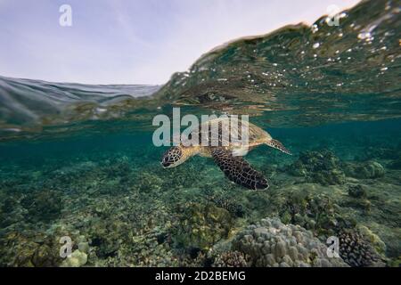 green sea turtle or honu, Chelonia mydas, Kahalu'u Beach Park, Keauhou, Kona, Hawaii, USA ( Central Pacific Ocean ) Stock Photo