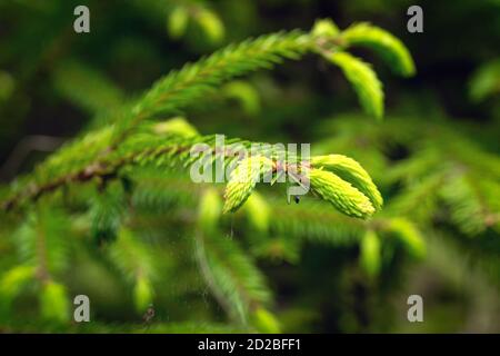 Young spring shoots of a spruce branch are bright green on a blurred background close-up, copy space. Fresh cones on a green fir tree. Stock Photo